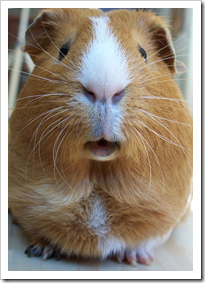 cavia